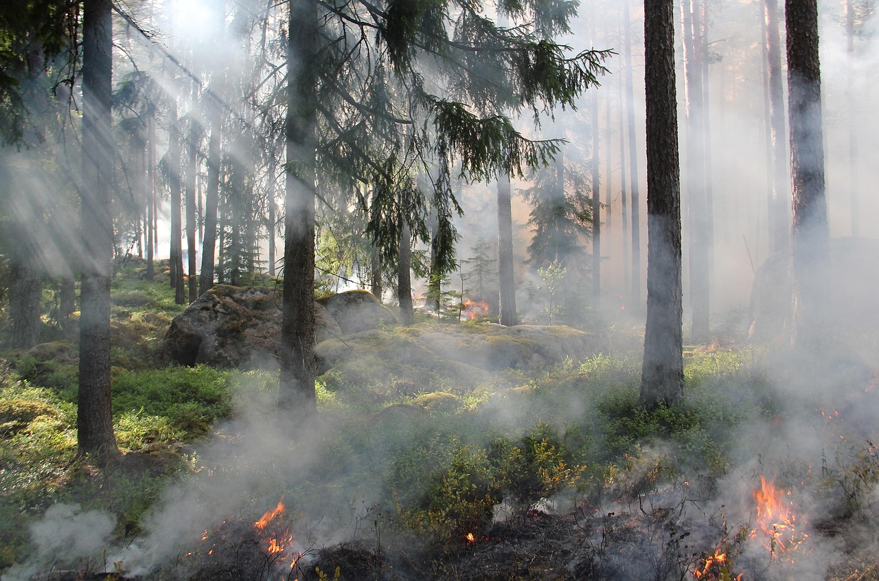 Vers une adaptation des pratiques de conservation et de restauration pour protéger notre environnement !