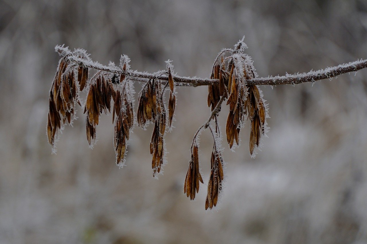 Neige et climat : comprendre pourquoi cet épisode n’infirme pas le réchauffement planétaire