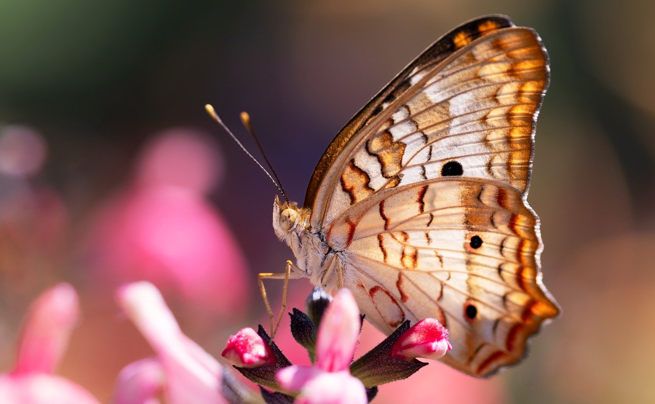 L’importance des pollinisateurs pour la biodiversité