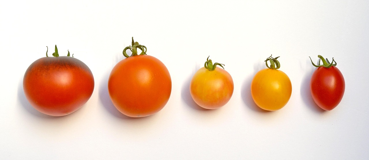 Choisir ses variétés de tomates : l’importance du type de sol pour une récolte optimale
