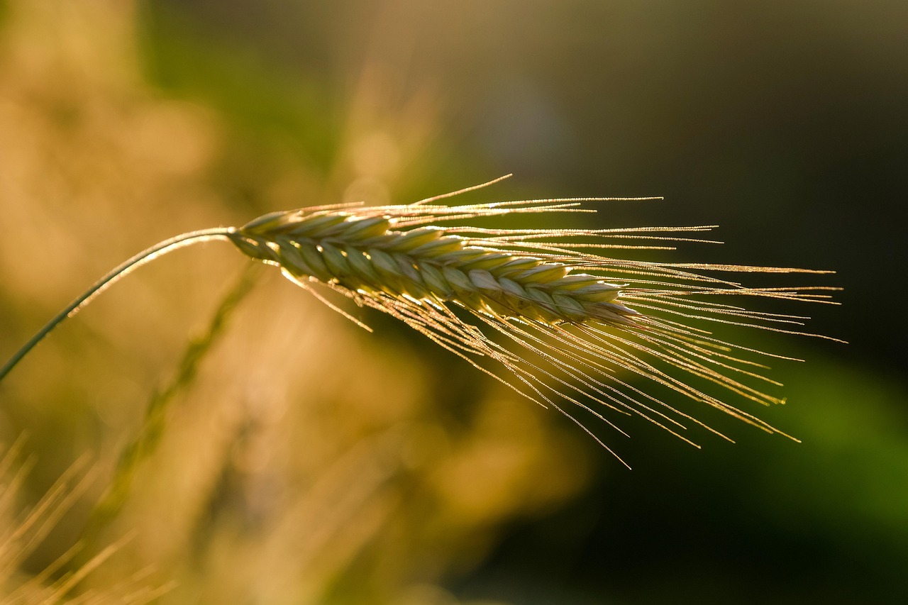 Agriculture face au changement climatique : il est urgent d’introduire de nouvelles cultures et d’oser des choix audacieux